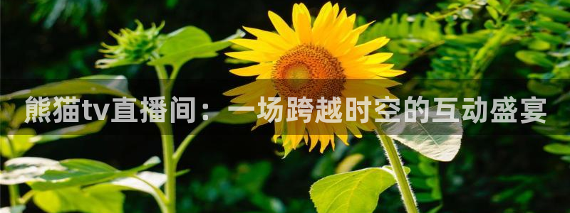 833足球比赛直播免费观看：熊猫tv直播间：一场跨越时空的互动盛宴